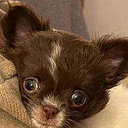 Bounty participe au concours pour gagner de l'argent avec cette photo : dog, chihuahua, puppy, pet, close_up, blanket, brown_fur, white_marking, face, eyes, ears, nose, snout, human_hand, cozy, indoor, portrait, resting, looking_at_camera, couch