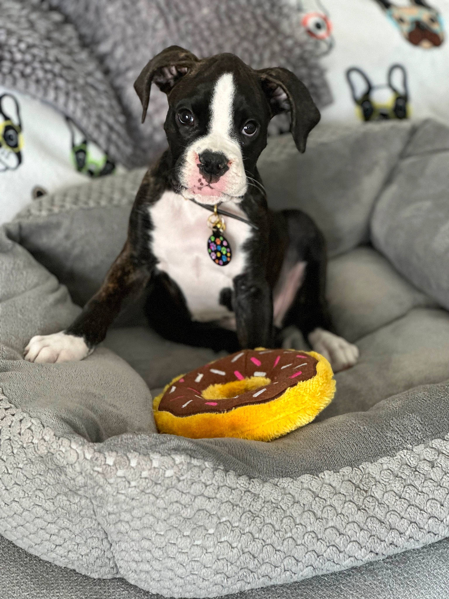 Rena Marie joined the competition — help win amazing prizes! bowl, canidae, carnivore, collar, comfort, companion_dog, dog, dog_breed, dog_collar, dog_supply, fur, linens, non_sporting_group, pet_supply, recipe, sporting_group, toy_dog, working_animal