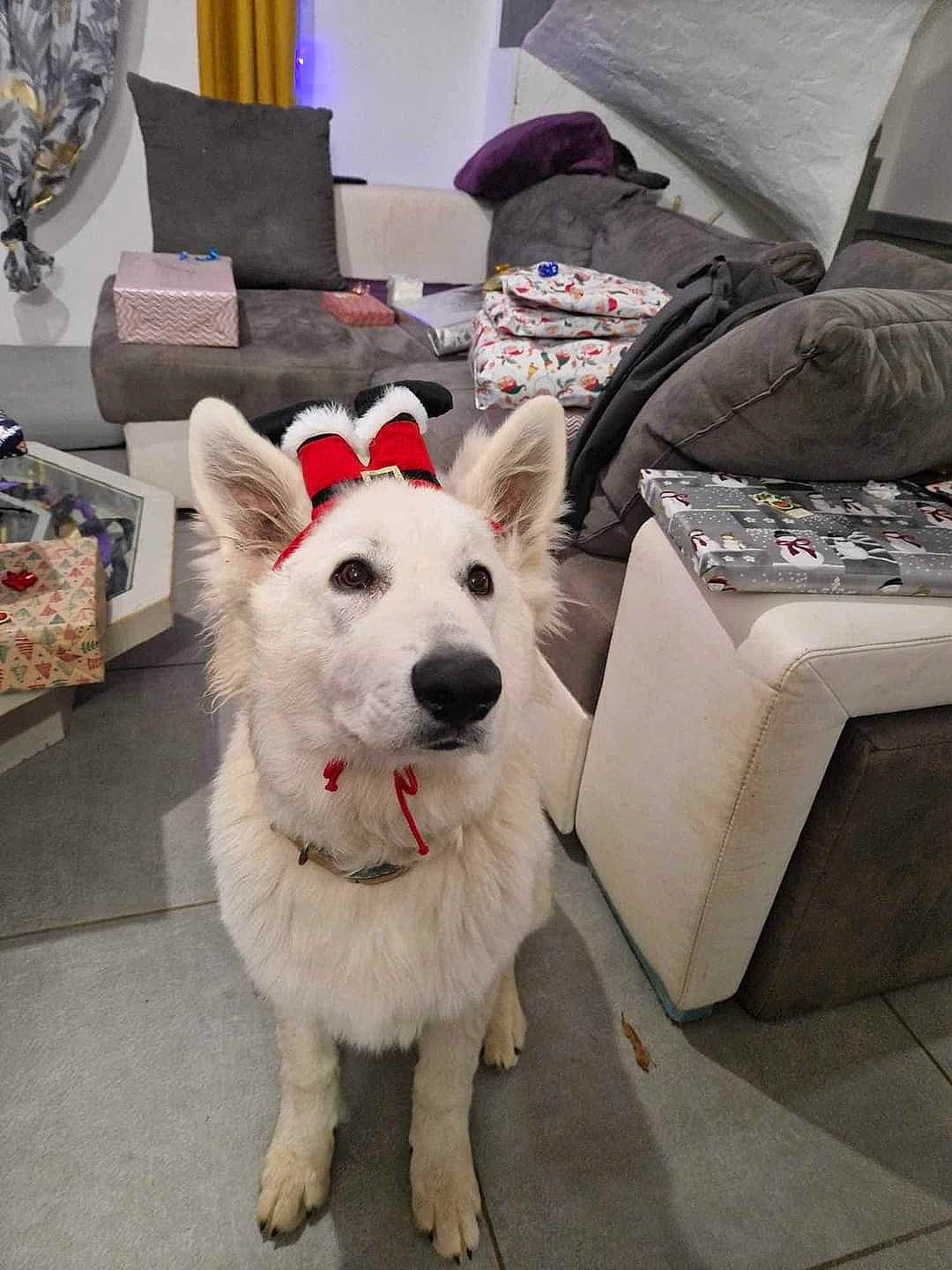 Upsy a rejoint le concours — aidez-le/la à gagner de superbes lots ! canidae, carnivore, collar, comfort, companion_dog, dog, dog_breed, dog_supply, door, flooring, fur, lamp, picture_frame, room, sporting_group, tail, tire, umbrella, working_animal, working_dog