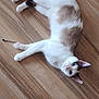 animal, blue_eyes, brown_fur, cat, curious, domestic_cat, ears, feline, flooring, indoor, looking_up, lying_down, natural_light, paws, pet, relaxed, tail, whiskers, white_fur, wooden_floor