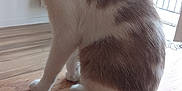 Mimine a rejoint le concours — aidez-le/la à gagner de superbes lots ! animal, blurred, brown, cat, chair, domestic, ears, feline, floor, fur, house, indoor, mammal, pet, sitting, tail, whiskers, white, window, wooden_table