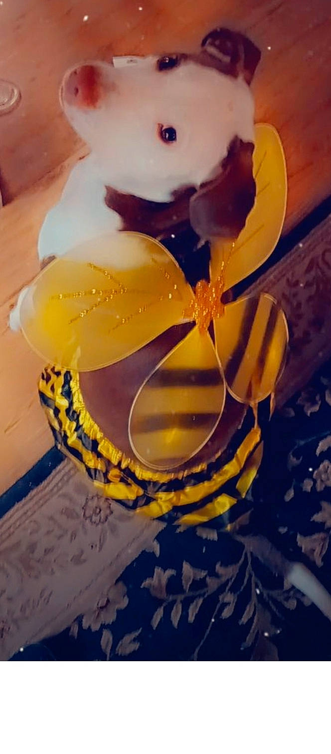 Little Bit is registered to the contest to win money with this photo: art, balloon, body_jewelry, ceiling, circle, drinkware, electric_blue, fashion_accessory, font, glass, headpiece, jewellery, party_supply, pattern, petal, serveware, sweetness, toy, transparent_material, visual_arts