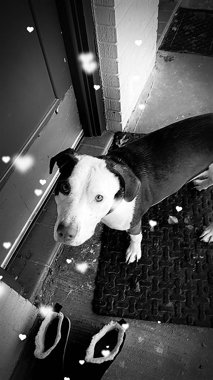 Little Bit is registered to the contest to win money with this photo: black, black_and_white, carnivore, collar, companion_dog, darkness, dog, dog_breed, flash_photography, light, line, monochrome, monochrome_photography, photograph, snapshot, snout, sporting_group, style, white, working_animal