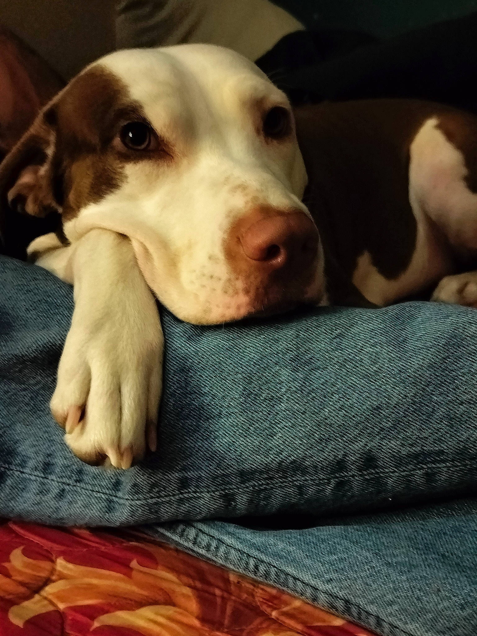 Little Bit joined the competition — help win amazing prizes! carnivore, comfort, companion_dog, dog, dog_breed, fur, linens, pattern, peach, terrestrial_animal, whiskers, working_animal