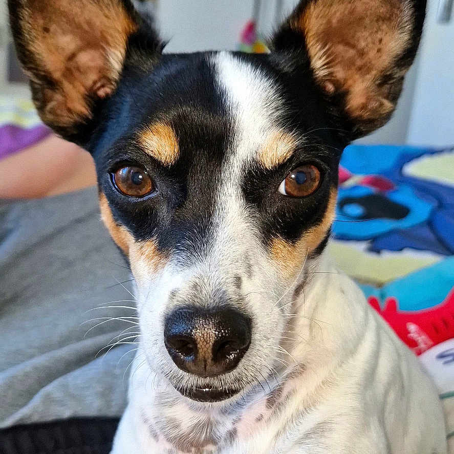Spike