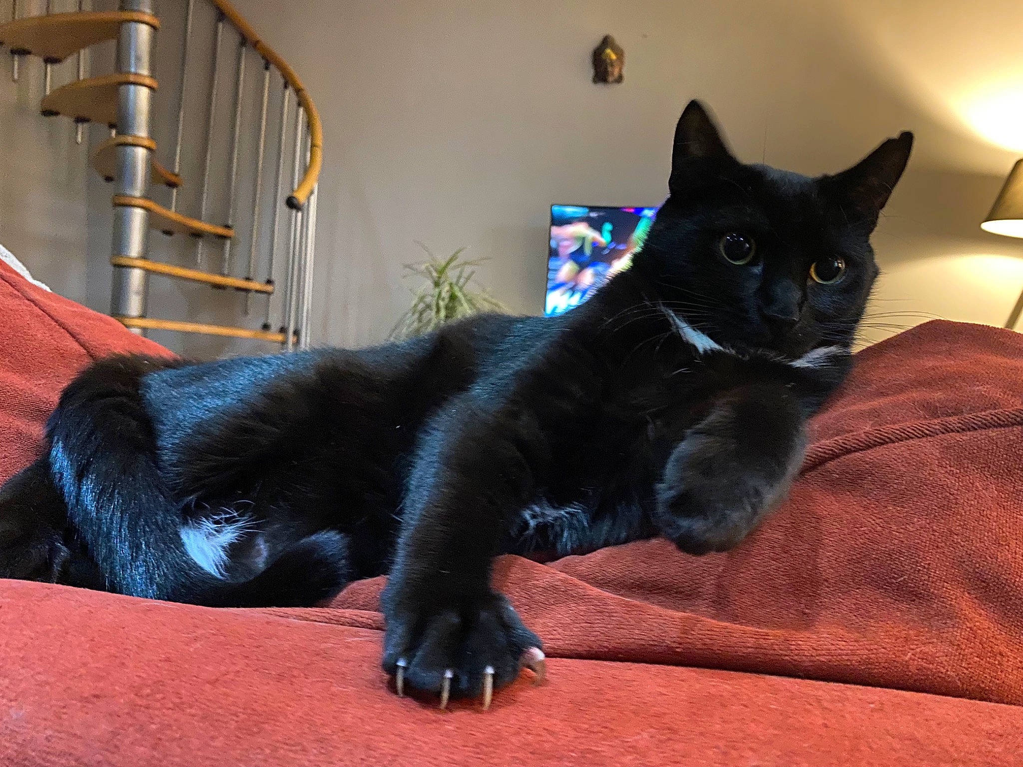 Bilou a rejoint le concours — aidez-le/la à gagner de superbes lots ! black_cat, bombay, carnivore, cat, chair, claw, comfort, domestic_short_haired_cat, electric_blue, eye, felidae, fur, grey, havana_brown, paw, plant, small_to_medium_sized_cats, tail, terrestrial_animal, whiskers