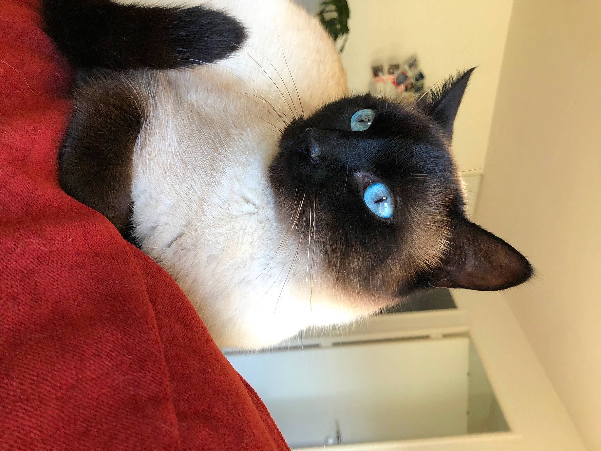 Rasmus a rejoint le concours — aidez-le/la à gagner de superbes lots ! birman, carnivore, cat, fawn, felidae, fur, siamese, small_to_medium_sized_cats, snout, whiskers