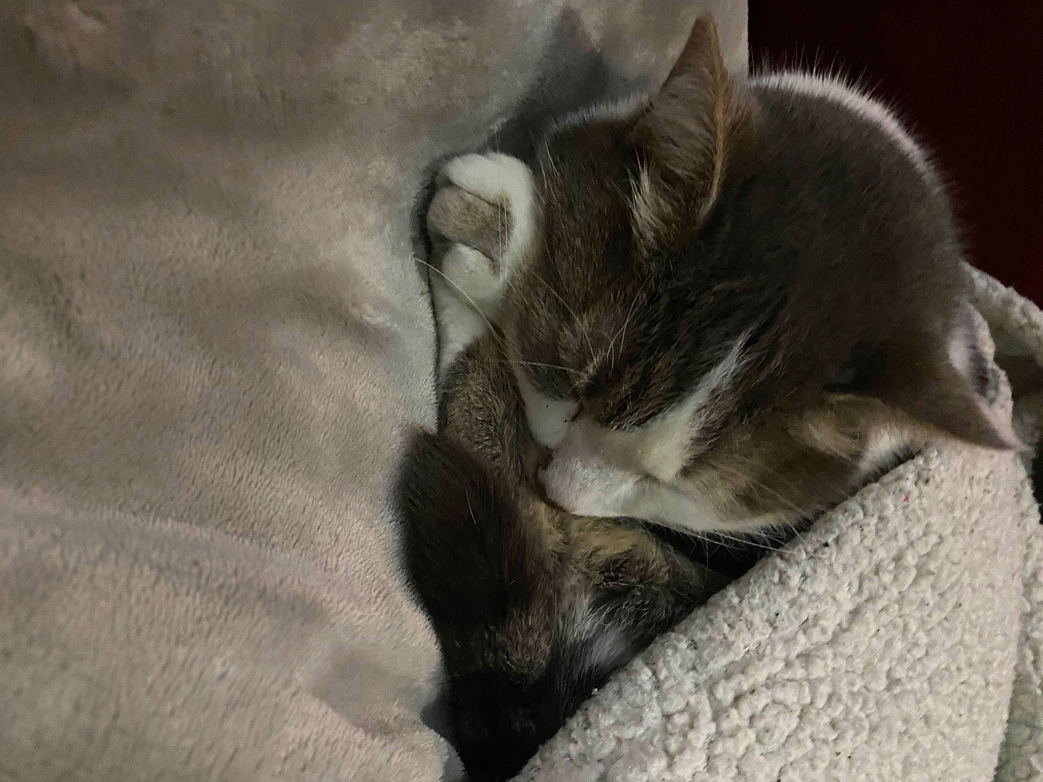 Milka participe au concours pour gagner de l'argent avec cette photo : canidae, carnivore, cat, claw, comfort, dog_breed, domestic_short_haired_cat, fawn, felidae, fur, grey, linens, nap, paw, sleep, small_to_medium_sized_cats, tail, whiskers