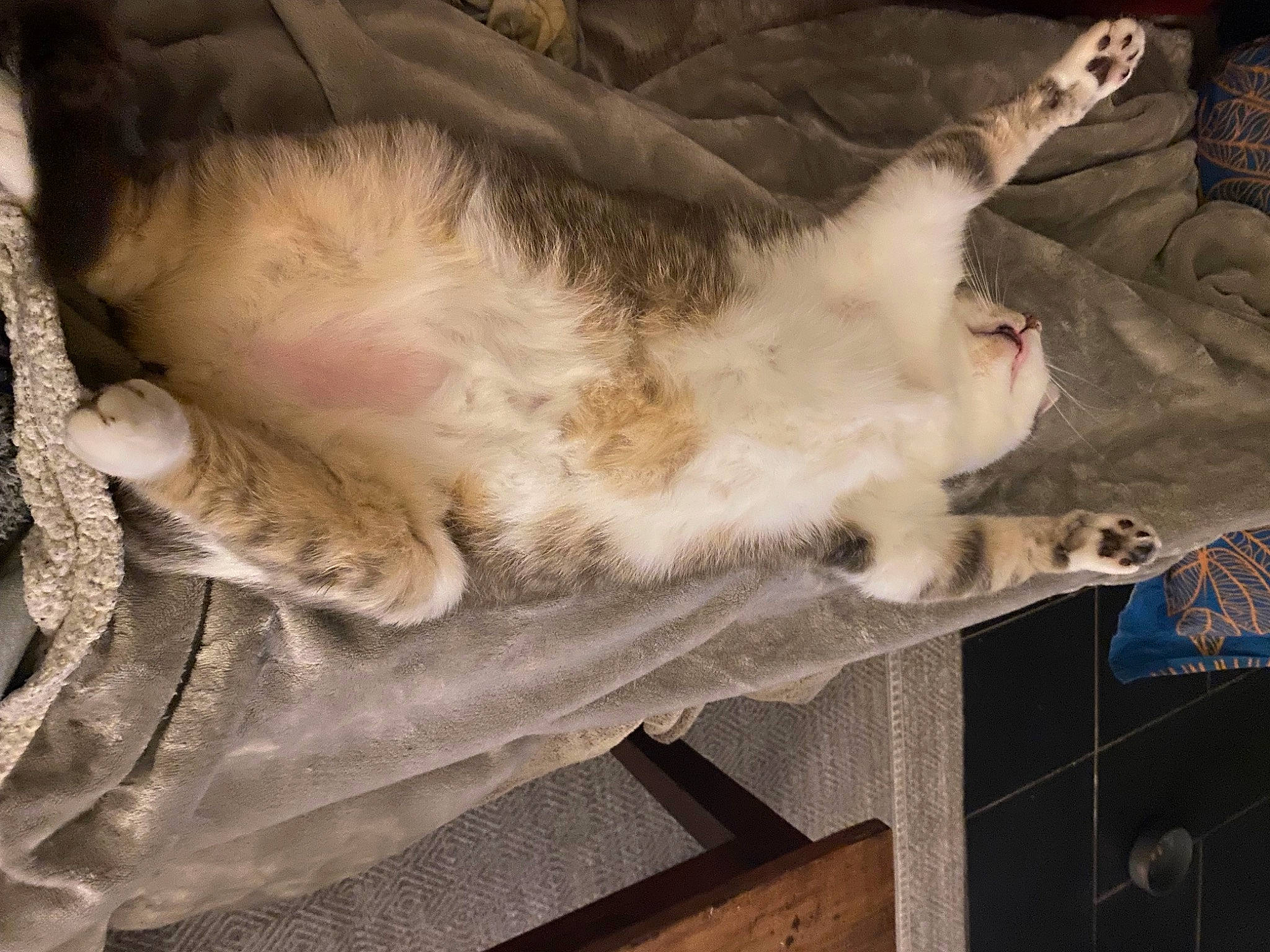 Milka participe au concours pour gagner de l'argent avec cette photo : canidae, carnivore, cat, claw, comfort, dog_breed, domestic_short_haired_cat, fawn, felidae, fur, leg, mammal, paw, small_to_medium_sized_cats, snout, sporting_group, tail, vertebrate, whiskers, wood