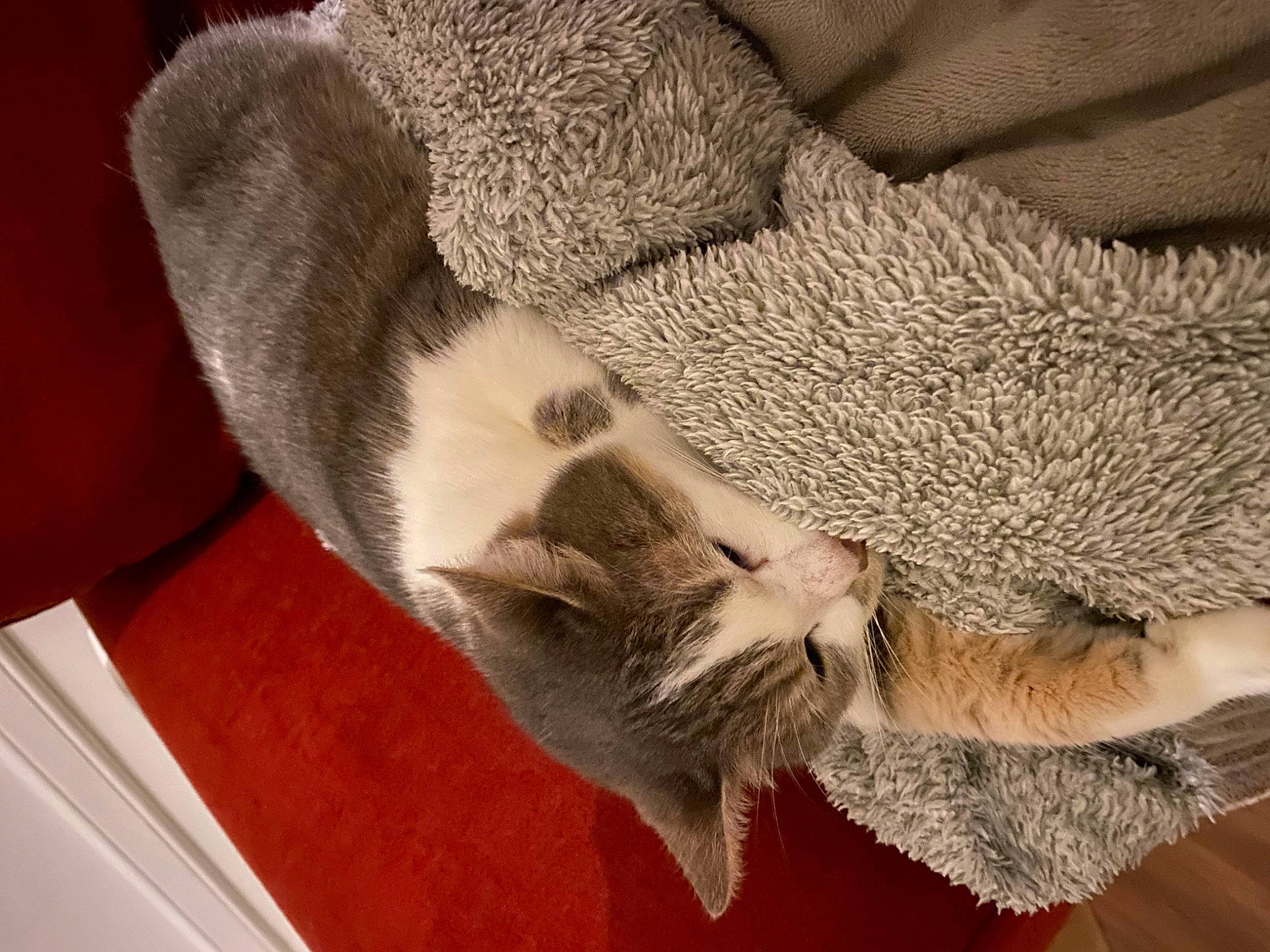 Milka a rejoint le concours — aidez-le/la à gagner de superbes lots ! canidae, carnivore, cat, claw, comfort, dog_breed, domestic_short_haired_cat, felidae, flooring, fur, grey, human_leg, nap, paw, sleep, small_to_medium_sized_cats, sporting_group, tail, whiskers, wood