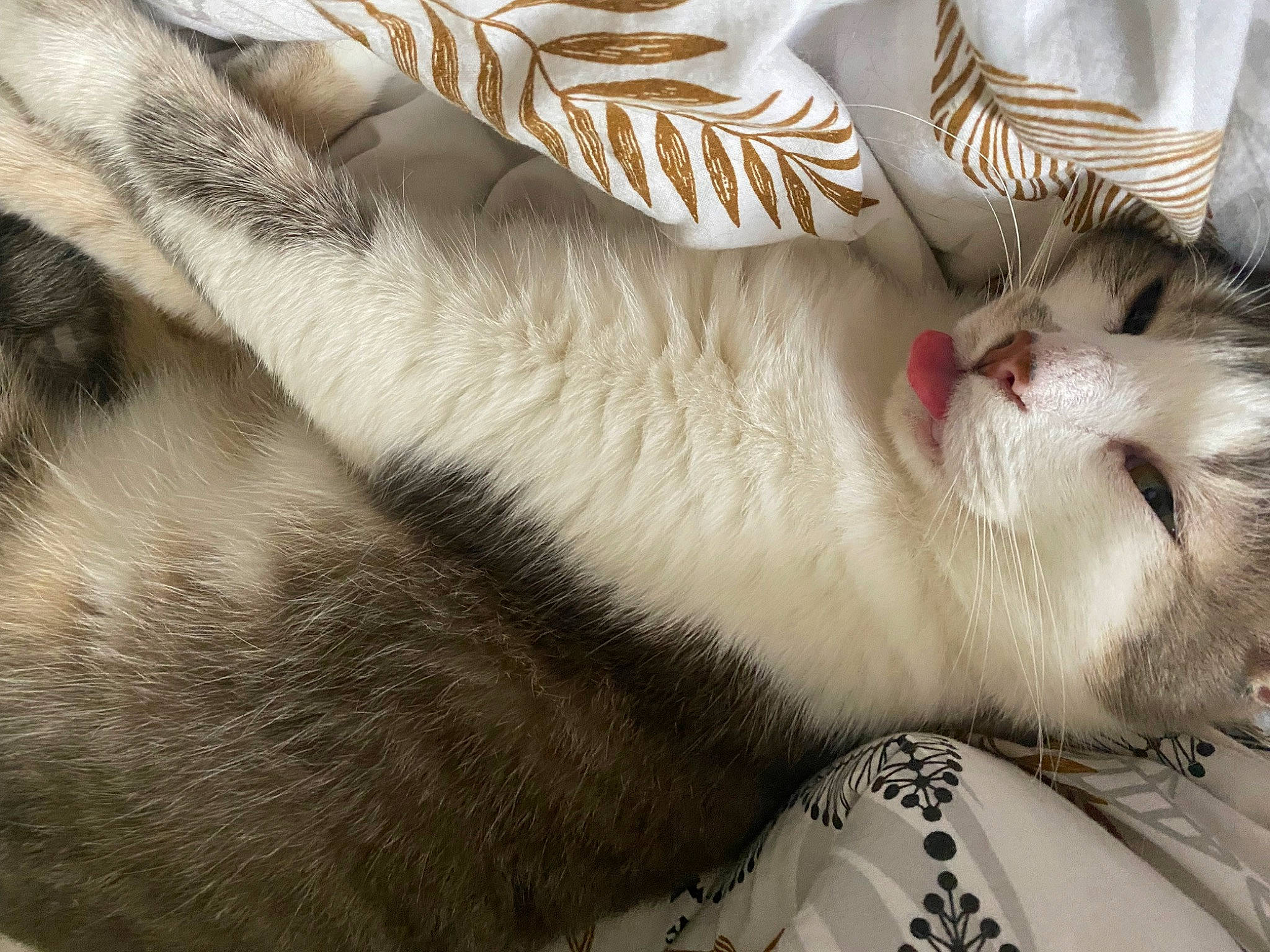 Milka a rejoint le concours — aidez-le/la à gagner de superbes lots ! carnivore, cat, claw, comfort, domestic_short_haired_cat, eye, fawn, felidae, fur, head, human_body, nap, pattern, paw, peach, sleep, small_to_medium_sized_cats, snout, tail, whiskers