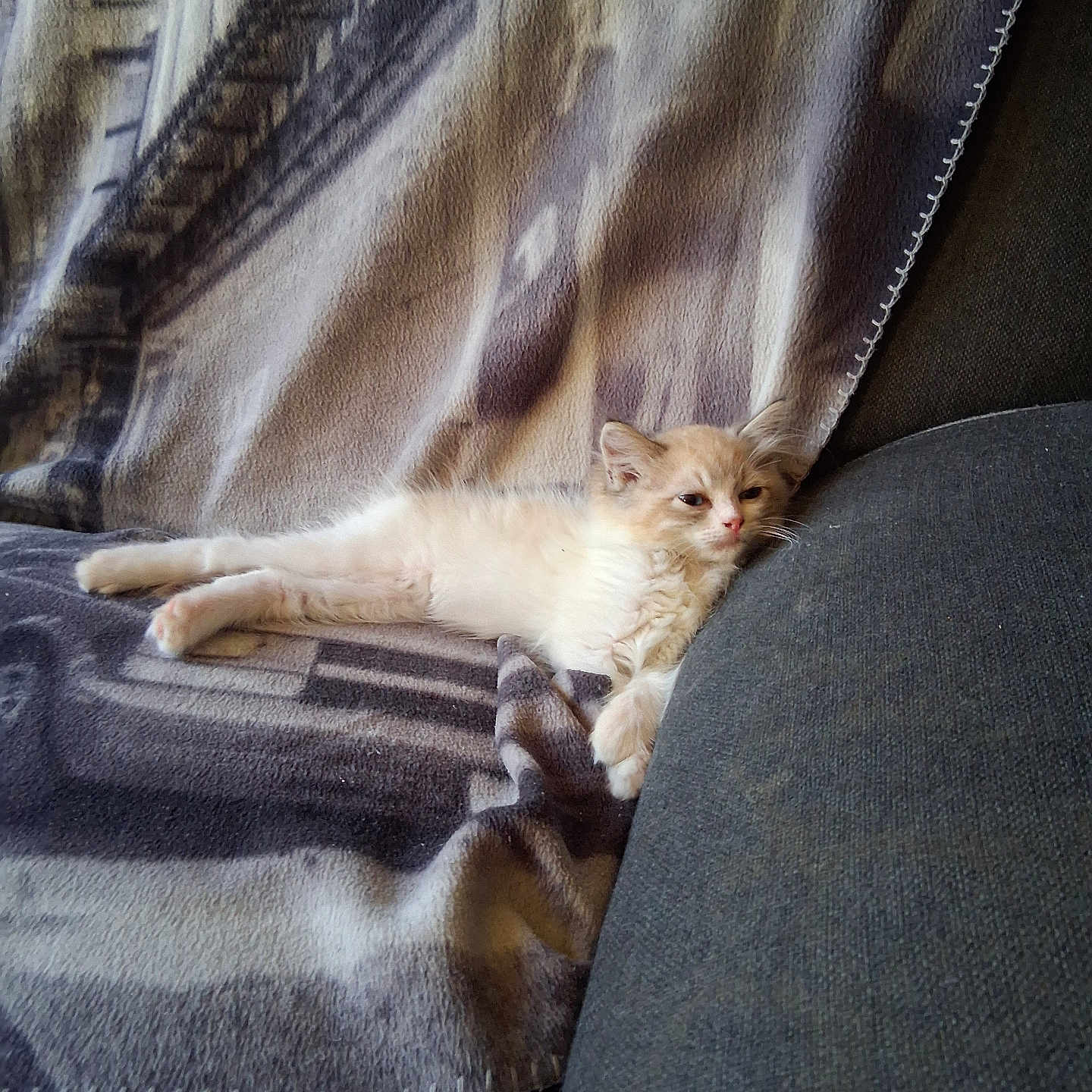 Aladin