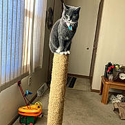 Willow Grace joined the competition — help win amazing prizes! carpet, cat, clock, collar, curtains, dalmation_statue, decor, door, feline, gray_cat, indoor, lantern, living_room, perched, pet, scratching_post, table, toy, white_paws, window