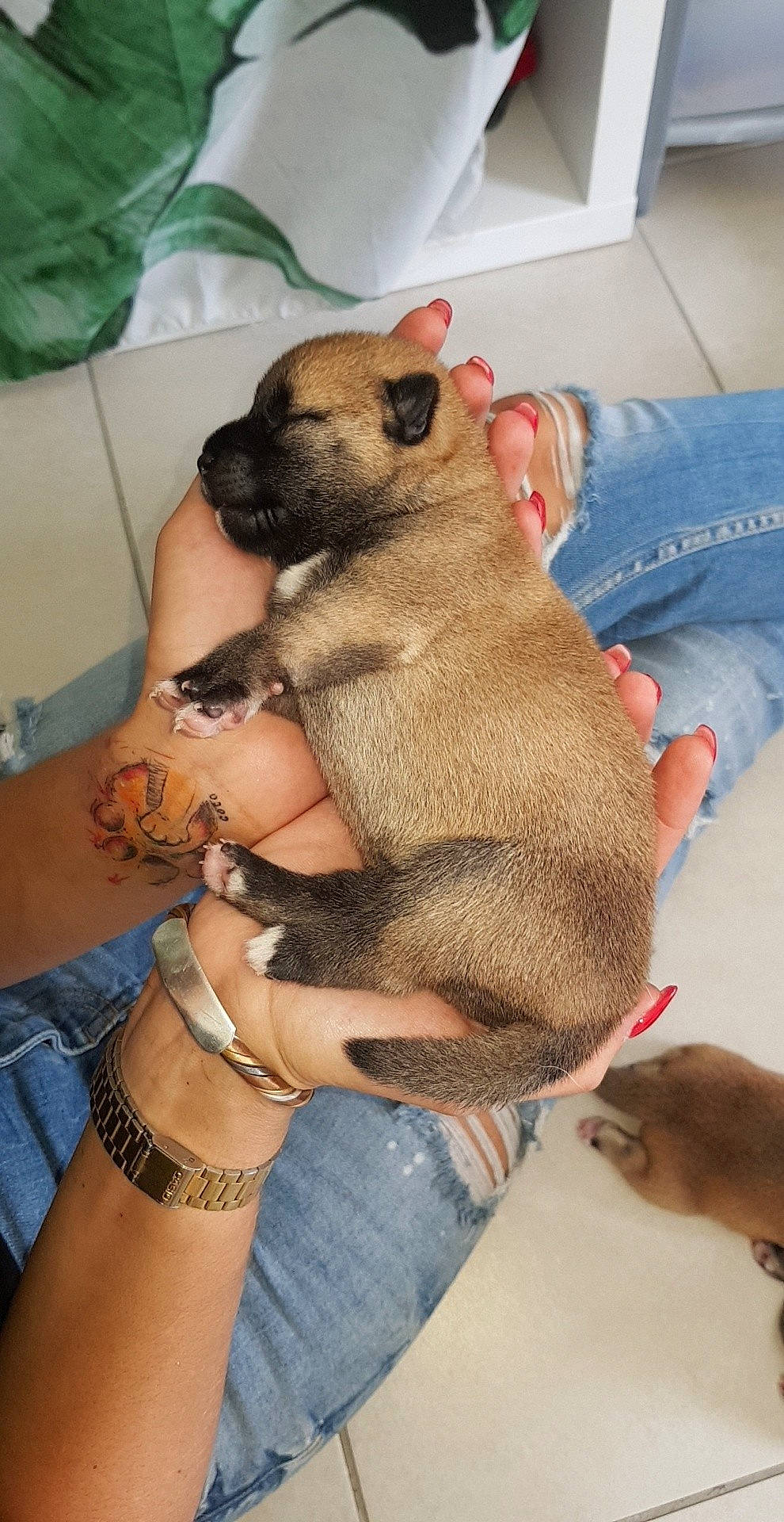 Sakura a rejoint le concours — aidez-le/la à gagner de superbes lots ! black_mouth_cur, border_terrier, canidae, carnivore, chihuahua, dog, dog_breed, fawn, mammal, non_sporting_group, pug, puppy, toy_dog, vertebrate