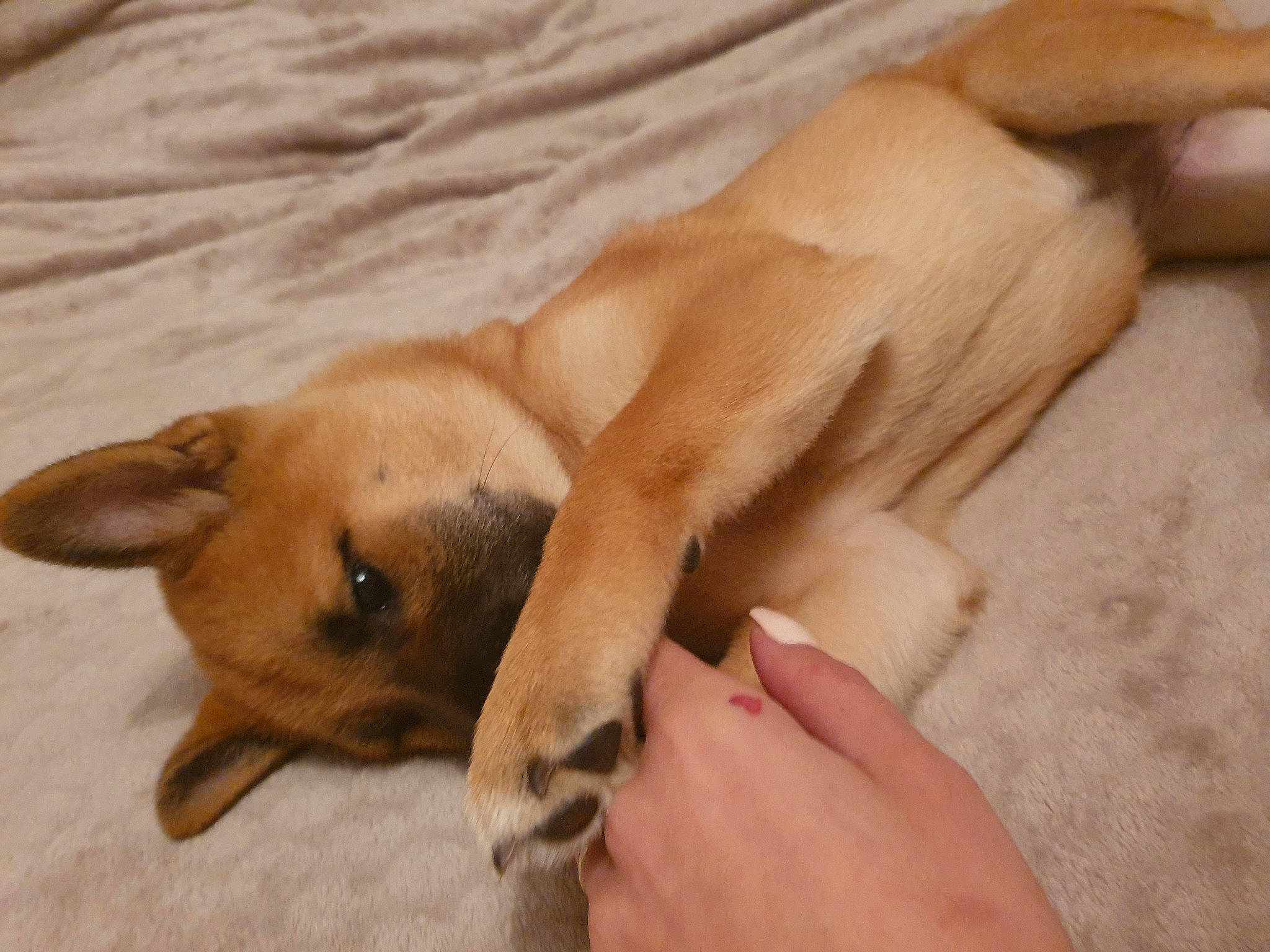 Sakura participe au concours pour gagner de l'argent avec cette photo : aspin, black_mouth_cur, canidae, carnivore, carolina_dog, dog, dog_breed, fawn, feist, mammal, pariah_dog, paw, potcake_dog, snout, sporting_group, street_dog