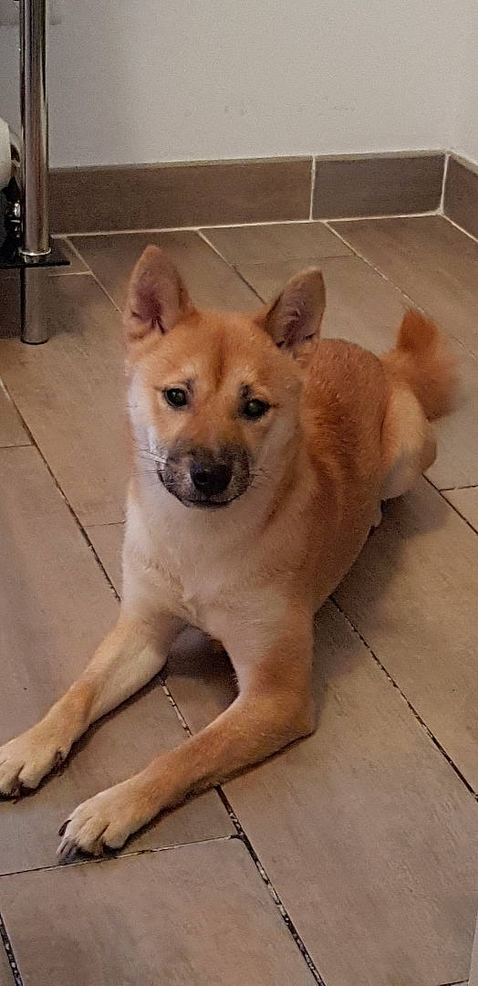 Nagaya a rejoint le concours — aidez-le/la à gagner de superbes lots ! ancient_dog_breeds, canaan_dog, canidae, carnivore, dog, dog_breed, eurasier, fawn, finnish_spitz, hokkaido, korean_jindo_dog, mammal, non_sporting_group, norwegian_buhund, rare_breed_dog, shiba_inu, shikoku, snout, thai_bangkaew_dog, vertebrate