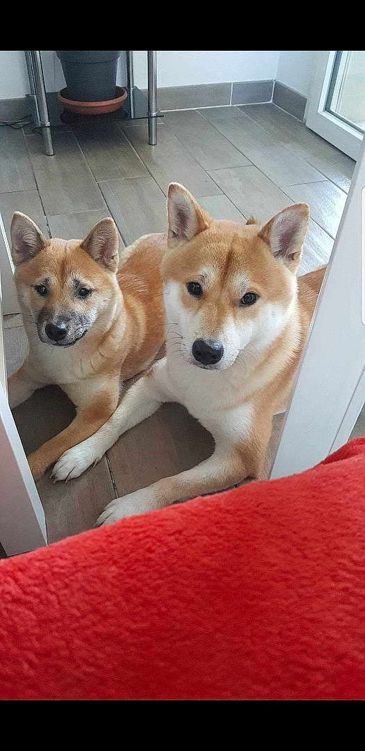 Nagaya participe au concours pour gagner de l'argent avec cette photo : akita, akita_inu, ancient_dog_breeds, canaan_dog, canidae, carnivore, companion_dog, dog, dog_breed, hokkaido, korean_jindo_dog, mammal, non_sporting_group, norwegian_buhund, norwegian_lundehund, shiba_inu, shikoku, snout, spitz, vertebrate