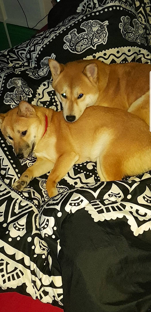 Nagaya a rejoint le concours — aidez-le/la à gagner de superbes lots ! ancient_dog_breeds, canaan_dog, canidae, carnivore, carolina_dog, companion_dog, dog, dog_breed, fawn, finnish_spitz, korean_jindo_dog, mammal, non_sporting_group, puppy, shiba_inu, snout, sporting_group, tail, vertebrate