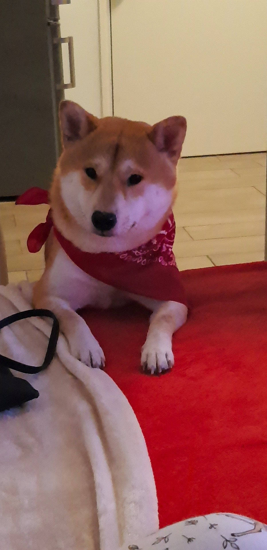 Massai participe au concours pour gagner de l'argent avec cette photo : akita, akita_inu, ancient_dog_breeds, canaan_dog, canidae, carnivore, dog, dog_breed, hokkaido, kishu, mammal, non_sporting_group, rare_breed_dog, sakhalin_husky, shiba_inu, shikoku, siberian_husky, snout, vertebrate, working_dog