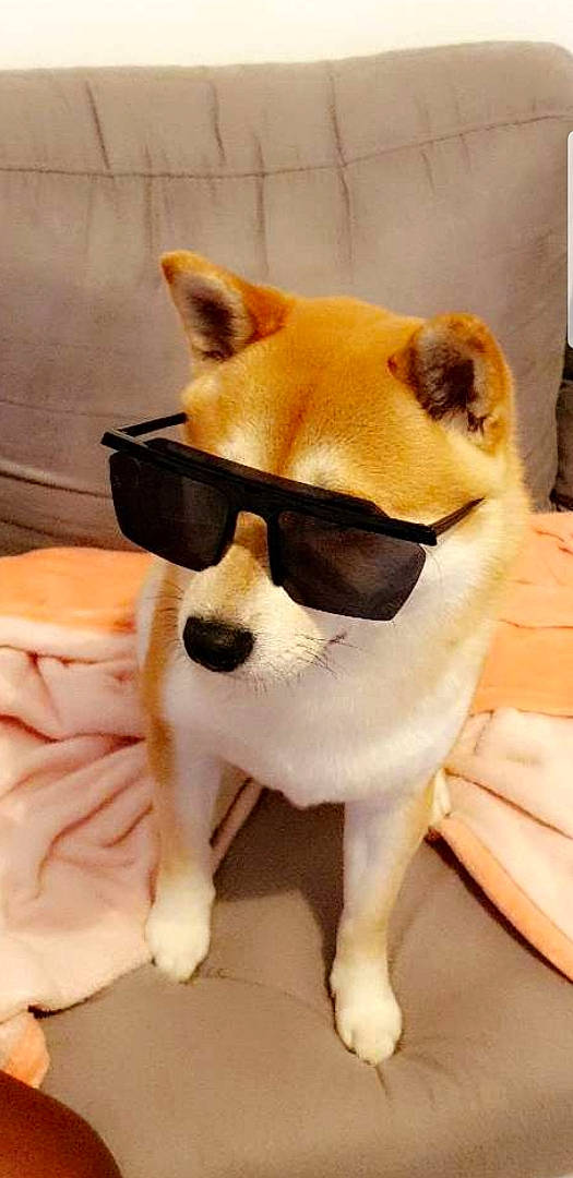 Massai a rejoint le concours — aidez-le/la à gagner de superbes lots ! akita, akita_inu, ancient_dog_breeds, canidae, carnivore, companion_dog, dog, dog_breed, fawn, glasses, mammal, non_sporting_group, puppy, shiba_inu, snout, spitz