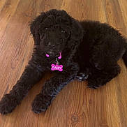 Daisy is registered to the contest to win money with this photo: puppy, dog, black_dog, fluffy, pet, collar, name_tag, wooden_floor, indoor, cute, animal, laying_down, young_dog, fur, paw, looking_at_camera, domestic_animal, companion, adorable, pet_accessory