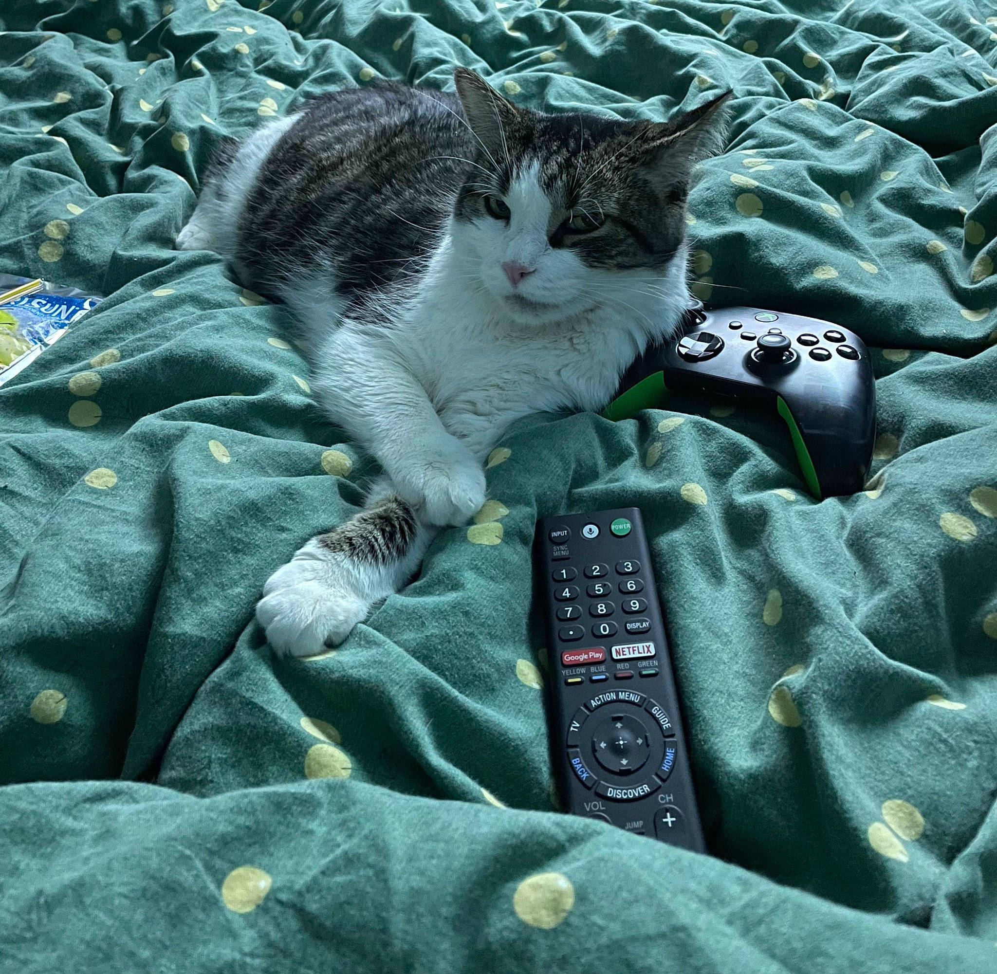 Tingelton joined the competition — help win amazing prizes! bedding, carnivore, cat, comfort, domestic_short_haired_cat, felidae, foot, fur, grass, grey, human_leg, linens, pattern, paw, plant, sitting, small_to_medium_sized_cats, tail, tree, whiskers