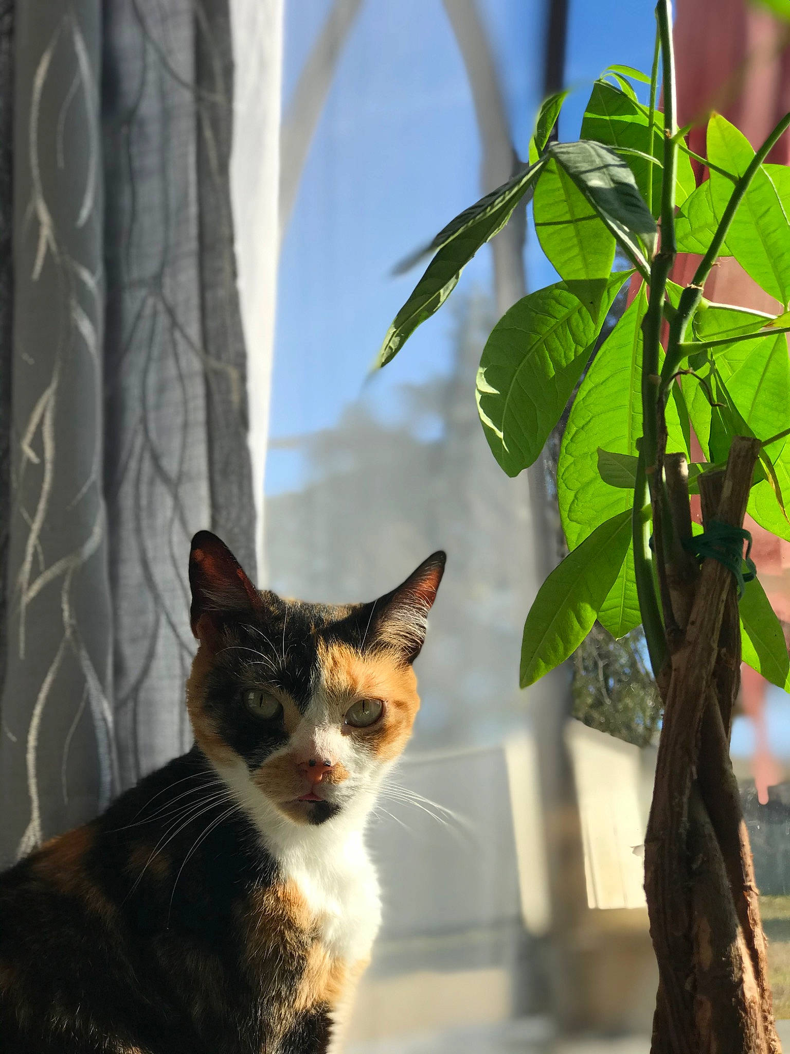 Aurora joined the competition — help win amazing prizes! art, carnivore, cat, domestic_short_haired_cat, felidae, flowerpot, fur, grass, houseplant, leaf, plant, small_to_medium_sized_cats, snout, tail, tree, twig, whiskers, wildlife, window, wood