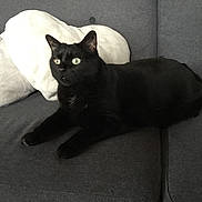 Molly participe au concours pour gagner de l'argent avec cette photo : cat, black_cat, pet, sofa, couch, cushion, heart_pillow, living_room, indoor, whiskers, green_eyes, fur, sitting, laying, portrait, relaxed, upholstery, feline, paw, household_item