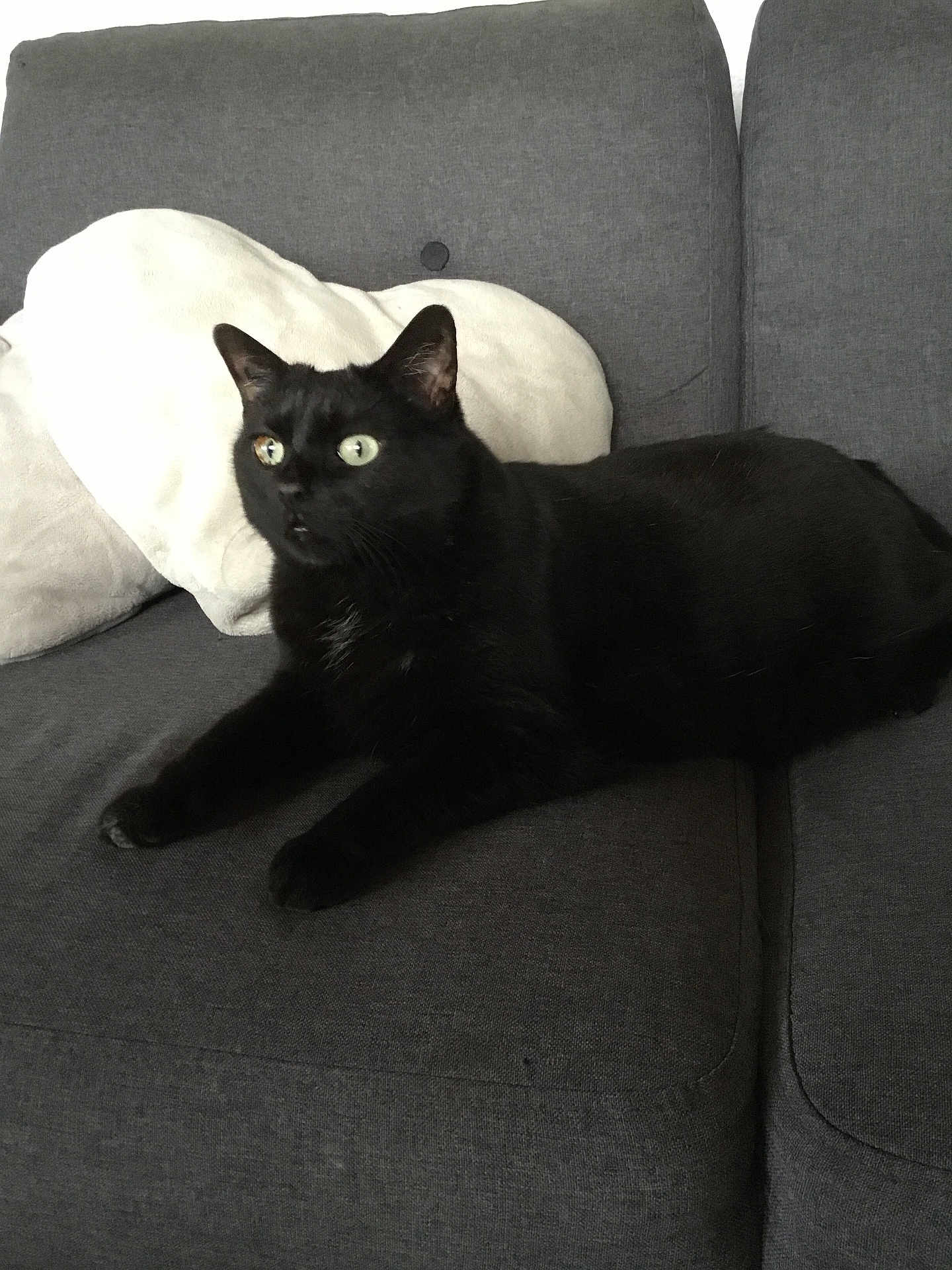 Molly participe au concours pour gagner de l'argent avec cette photo : cat, black_cat, pet, sofa, couch, cushion, heart_pillow, living_room, indoor, whiskers, green_eyes, fur, sitting, laying, portrait, relaxed, upholstery, feline, paw, household_item