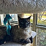 cat, siamese_cat, blue_eyes, cat_tree, feather_toy, indoor, window, cushion, furniture, pet, animal, whiskers, relaxed, sunlight, home, cozy, feline, perch, curious, domestic