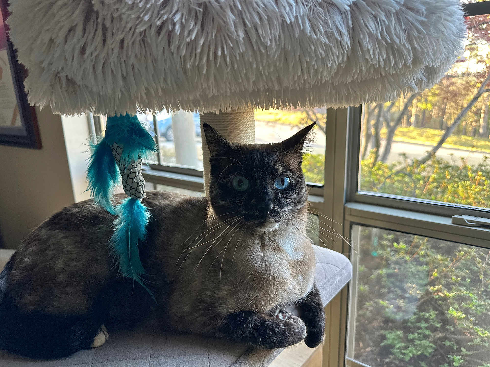 Roxey joined the competition — help win amazing prizes! cat, siamese_cat, blue_eyes, cat_tree, feather_toy, indoor, window, cushion, furniture, pet, animal, whiskers, relaxed, sunlight, home, cozy, feline, perch, curious, domestic