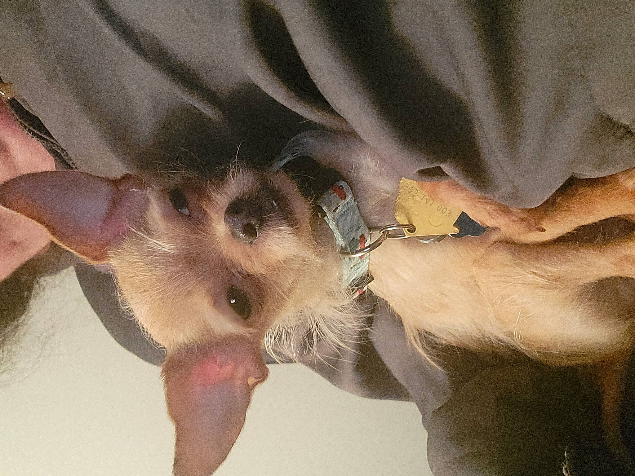 Angel is registered to the contest to win money with this photo: bridal_accessory, bridal_clothing, cut_flowers, dress, eyelash, feather, felidae, finger, fun, fur, gesture, happy, human_body, human_leg, leg, nail, paw, petal, plant, wedding