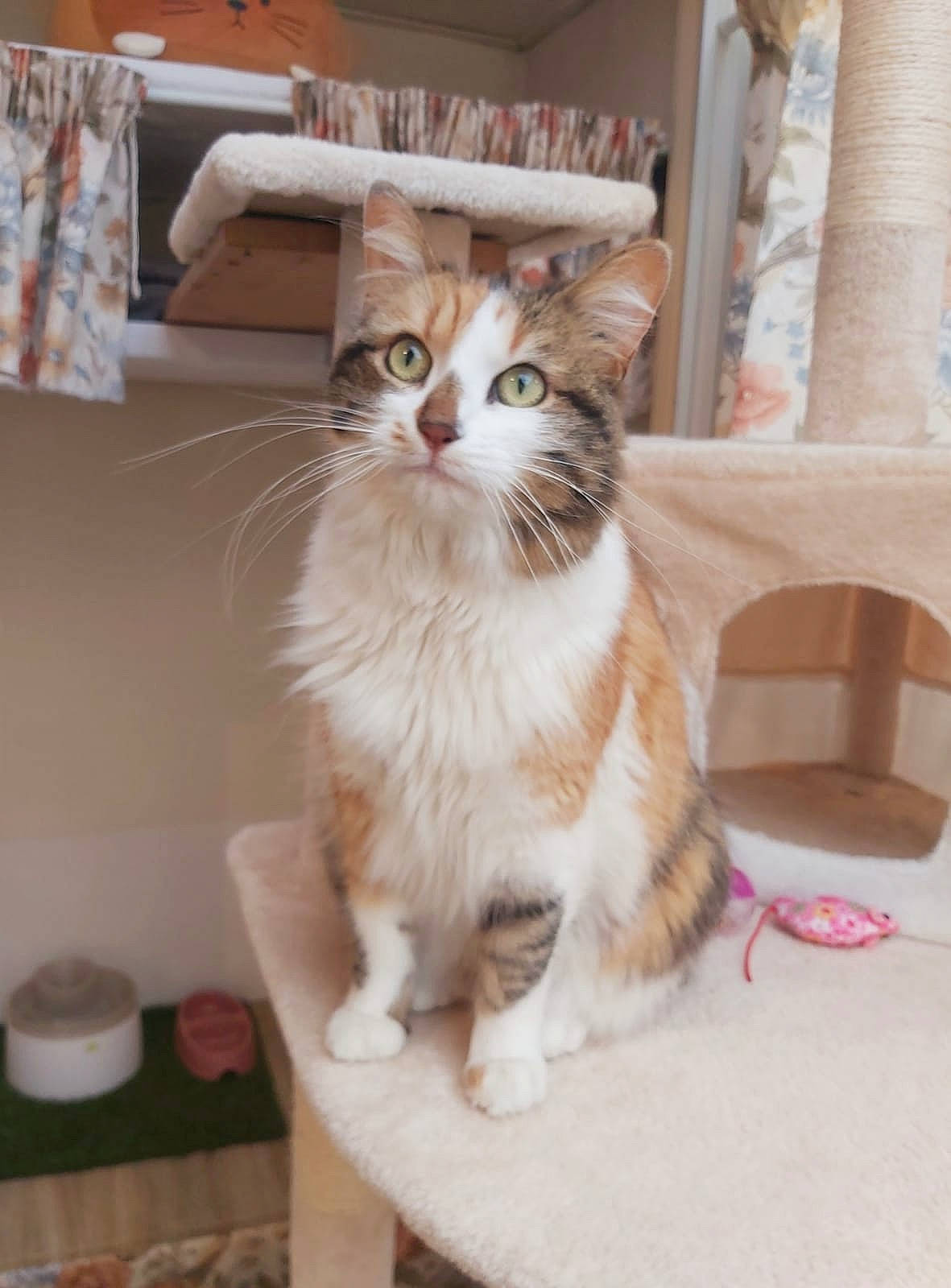 Naya participe au concours pour gagner de l'argent avec cette photo : box, carnivore, cat, claw, comfort, domestic_short_haired_cat, felidae, flooring, fur, hardwood, paw, sitting, small_to_medium_sized_cats, tail, terrestrial_animal, whiskers, window, wood