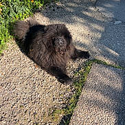 Mila participe au concours pour gagner de l'argent avec cette photo : dog, black_dog, fluffy, outdoor, sunlight, gravel, path, greenery, bushes, gate, shadow, nature, pet, animal, canine, fur, resting, daylight, garden, summer