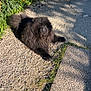dog, black_dog, fluffy, outdoor, sunlight, gravel, path, greenery, bushes, gate, shadow, nature, pet, animal, canine, fur, resting, daylight, garden, summer