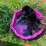 dog, black_dog, fluffy, water, pool, pink_pool, grass, outdoor, sunny, pet, canine, relaxing, summer, backyard, animal, playing, resting, nature, daylight, garden