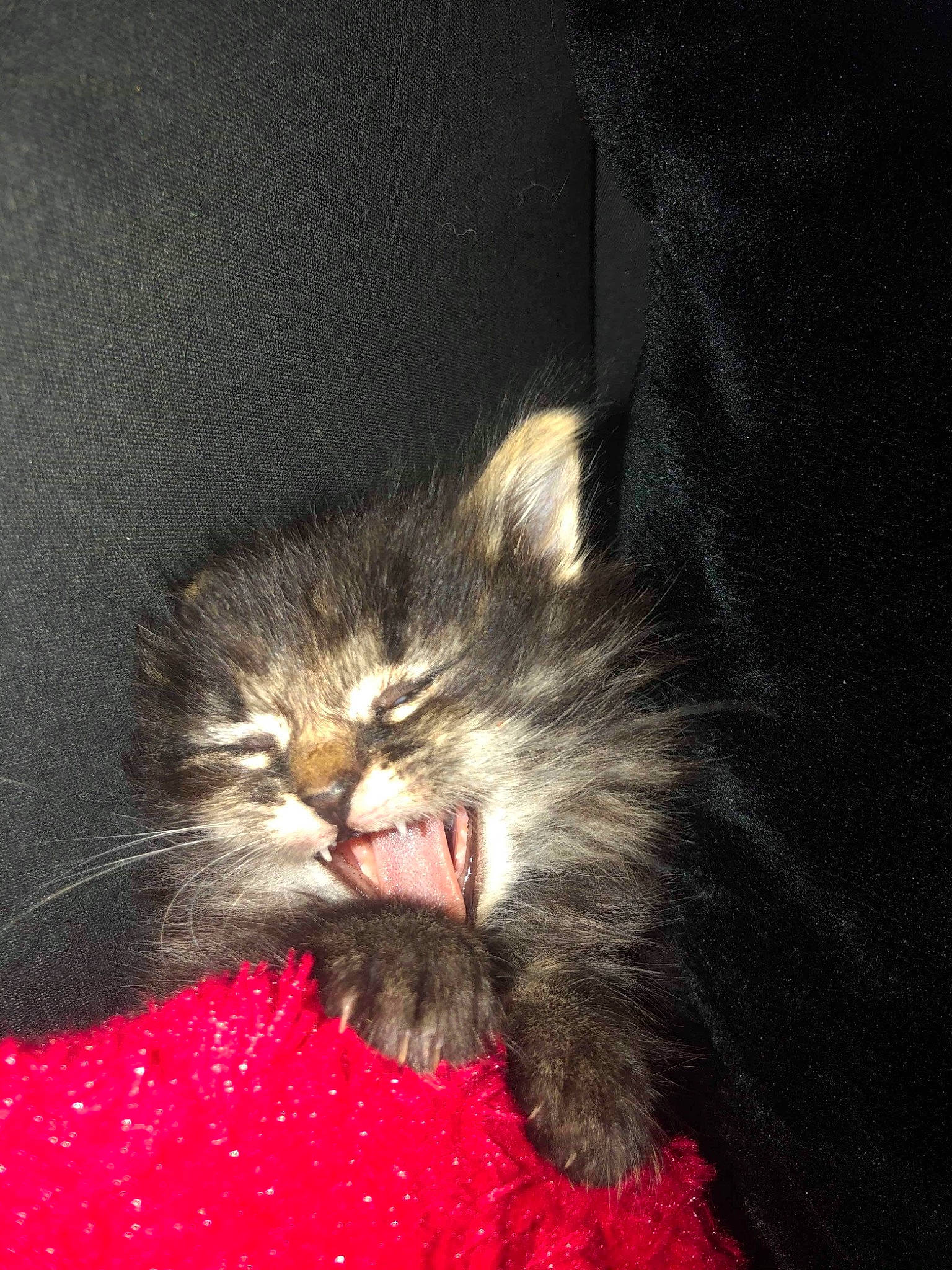 Cookie participe au concours pour gagner de l'argent avec cette photo : carnivore, cat, domestic_long_haired_cat, domestic_short_haired_cat, ear, felidae, fur, kitten, norwegian_forest_cat, polydactyl_cat, small_to_medium_sized_cats, snout, tabby_cat, whiskers