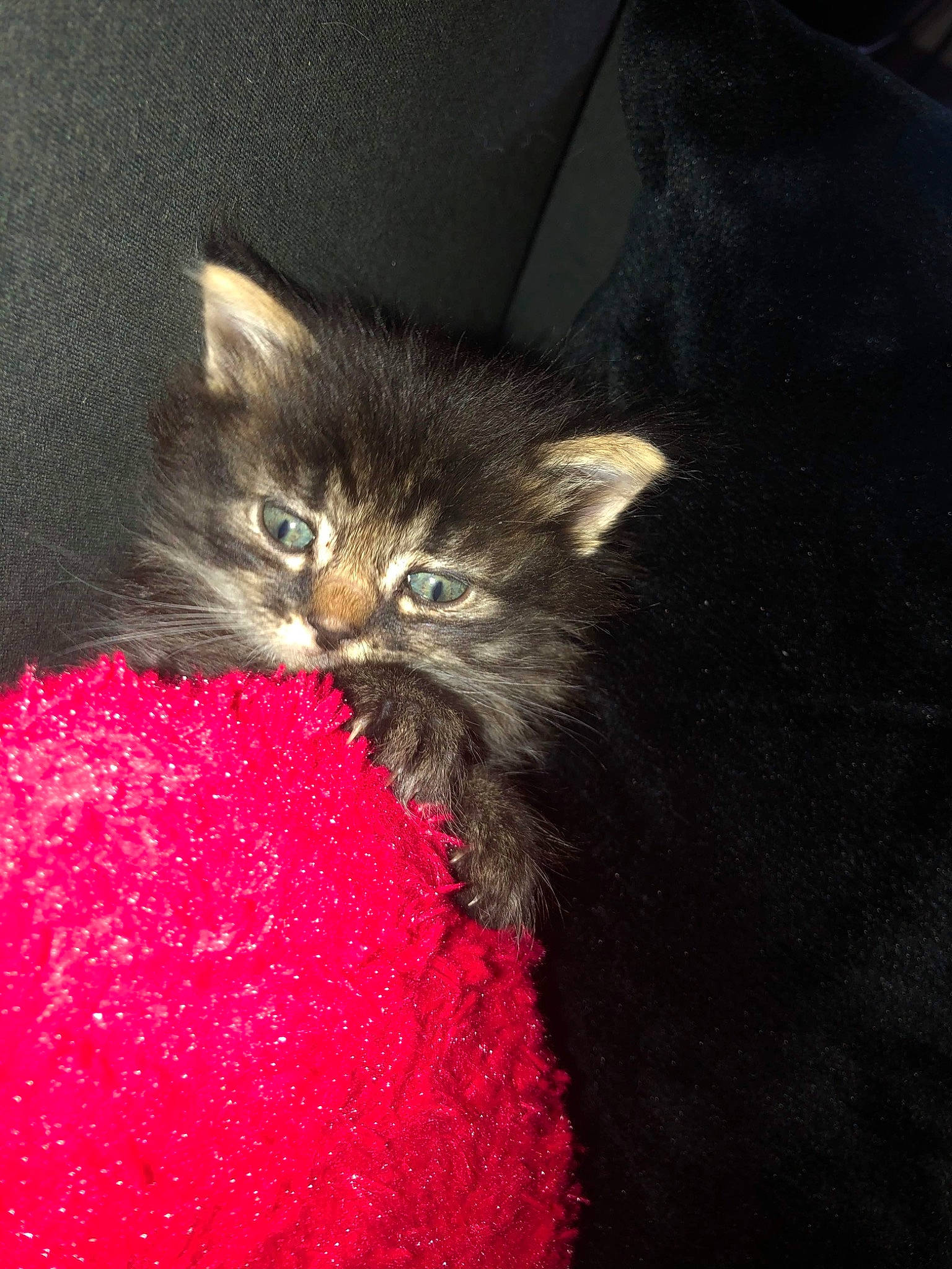 Cookie participe au concours pour gagner de l'argent avec cette photo : asian, carnivore, cat, domestic_long_haired_cat, felidae, fur, kitten, maine_coon, mammal, norwegian_forest_cat, pixie_bob, polydactyl_cat, small_to_medium_sized_cats, whiskers