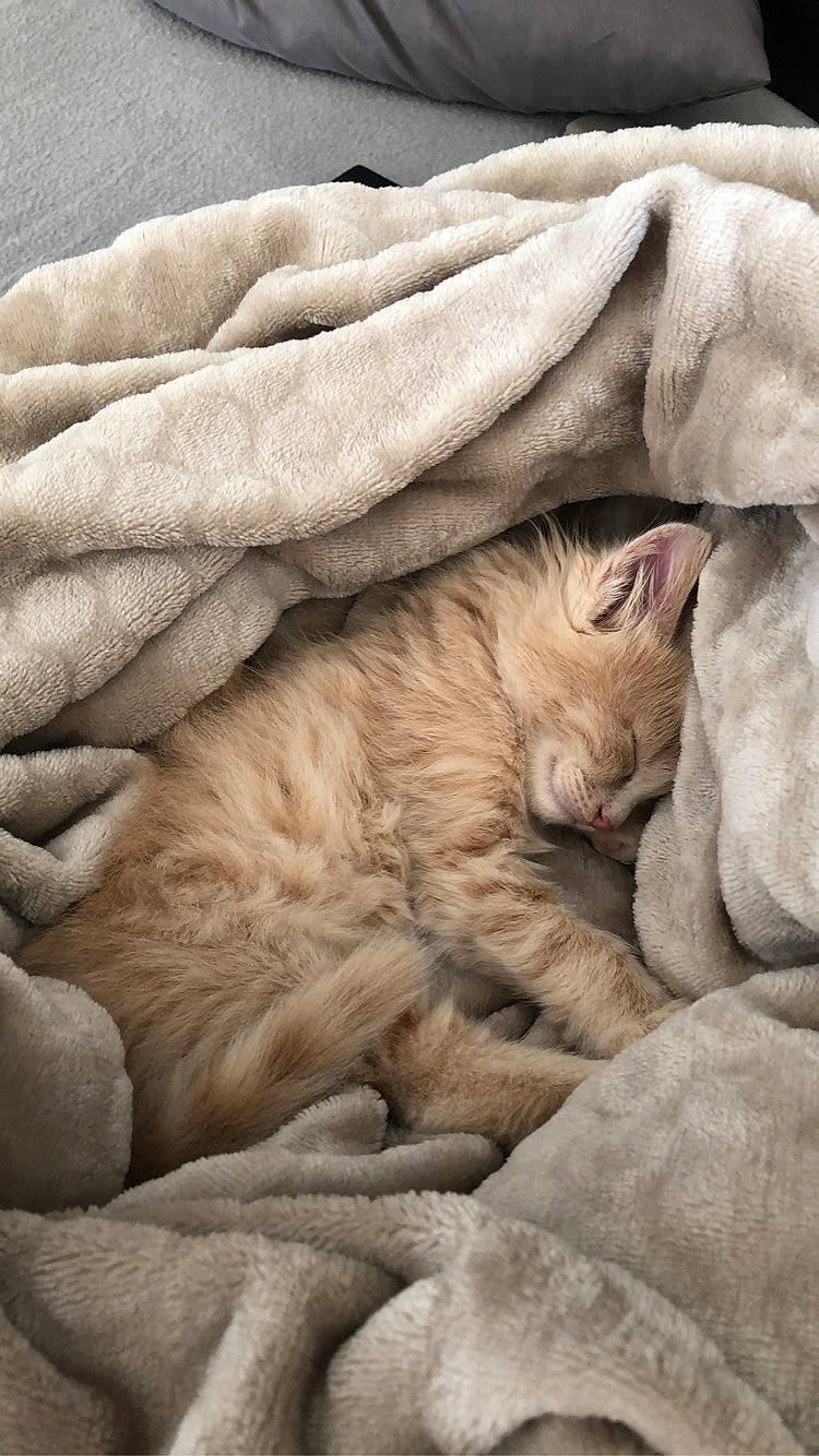 Anna a rejoint le concours — aidez-le/la à gagner de superbes lots ! beige, british_shorthair, carnivore, cat, comfort, fawn, felidae, fur, kitten, nap, sleep, small_to_medium_sized_cats, whiskers