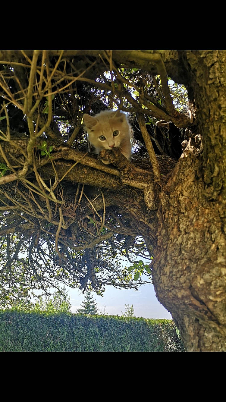 Anna a rejoint le concours — aidez-le/la à gagner de superbes lots ! adaptation, big_cats, branch, carnivore, fawn, felidae, grass, leaf, leopard, lion, organism, plant, terrestrial_animal, tree, trunk, wildlife, wood, woody_plant