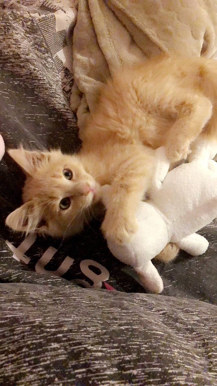 Anna participe au concours pour gagner de l'argent avec cette photo : canidae, carnivore, cat, claw, fawn, felidae, kitten, ragdoll, small_to_medium_sized_cats, whiskers