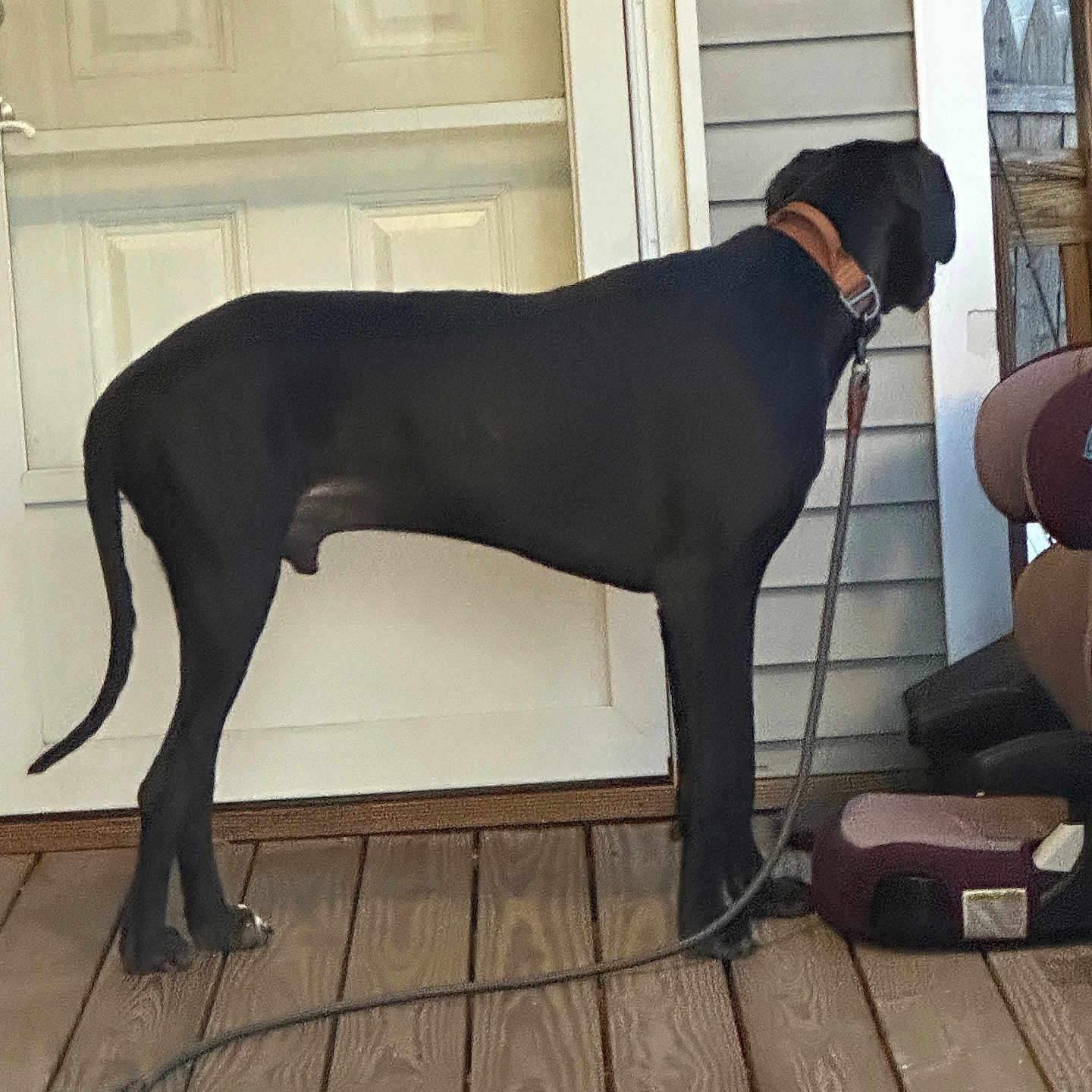 Diesel is registered to the contest to win money with this photo: animal, canine, clothing, dog, footwear, greatdane, pet, pointer, shoe