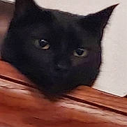 Shadow is registered to the contest to win money with this photo: animal, black_cat, cat, close_up, curious, domestic_cat, ears, eyes, face, feline, furniture, head, indoor, looking, mammal, peeking, pet, resting, whiskers, wood