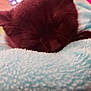animal, black_cat, blanket, close_up, cozy, cute, cute_pet, feline, fur, indoor, kitten, nap, peaceful, pet, resting, sleeping, snuggle, soft_texture, whiskers, young