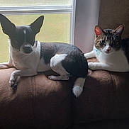 Meowmeow is registered to the contest to win money with this photo: dog, cat, couch, window, indoor, pets, relaxed, brown_couch, black_and_white_dog, tabby_cat, natural_light, companion_animals, furniture, resting, animal_pair, domestic_animals, home, cozy, soft_light, window_screen