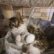 Angel is registered to the contest to win money with this photo: kitten, cat, toy, mouse, bell, paws, fur, scratching_post, cat_bed, cozy, indoor, pet, animal, playful, curious, soft, relaxed, whiskers, claws, feline