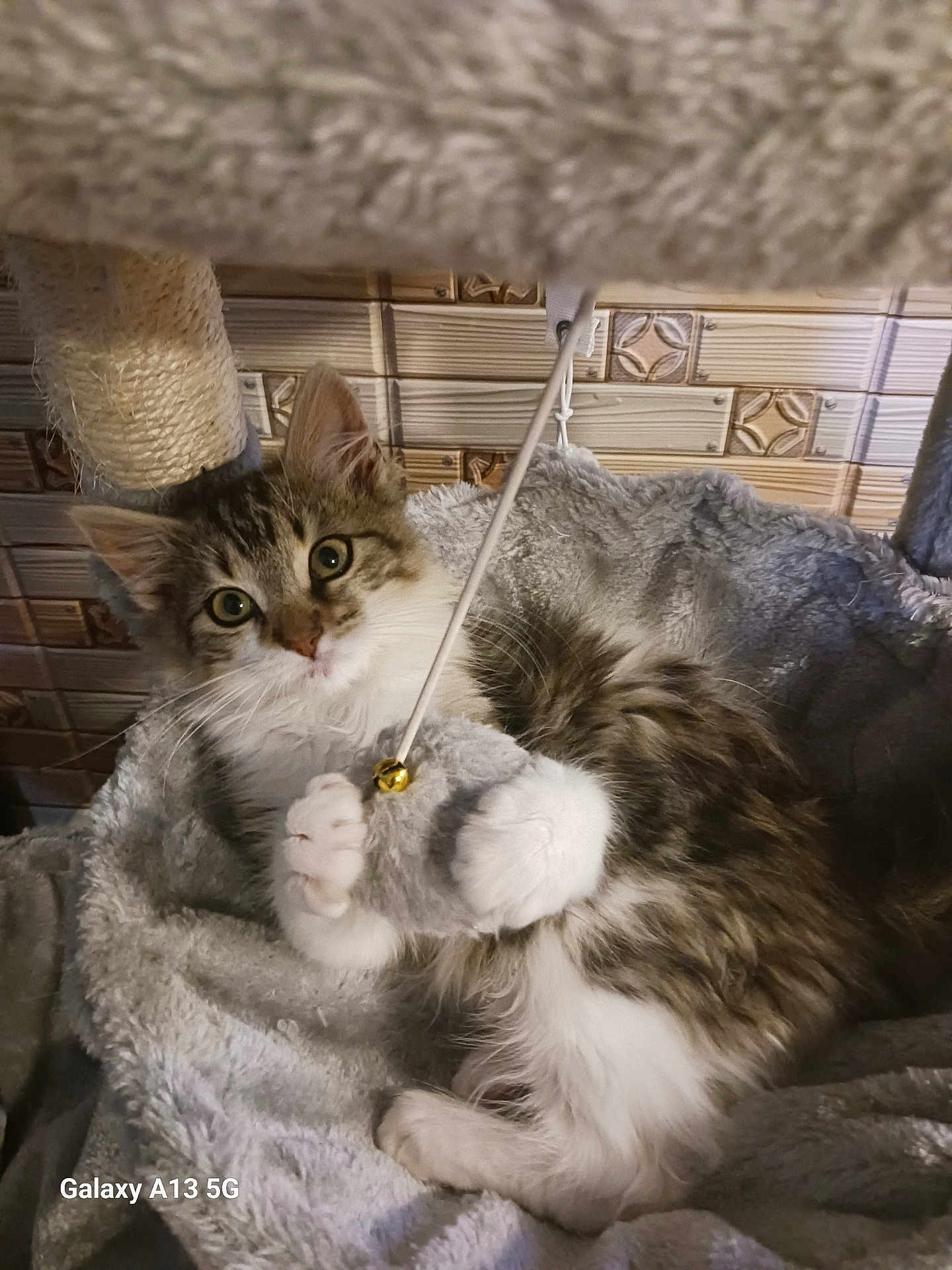 Angel is registered to the contest to win money with this photo: kitten, cat, toy, mouse, bell, paws, fur, scratching_post, cat_bed, cozy, indoor, pet, animal, playful, curious, soft, relaxed, whiskers, claws, feline