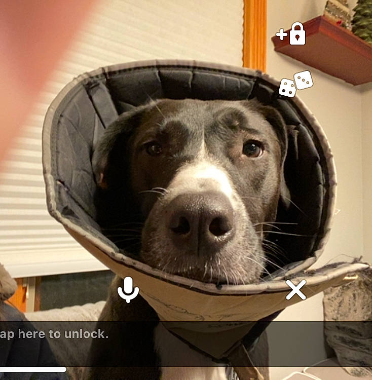 Sake is registered to the contest to win money with this photo: canidae, carnivore, companion_dog, dog, dog_breed, hunting_dog, photo_caption, pointer, snout, sporting_group, whiskers