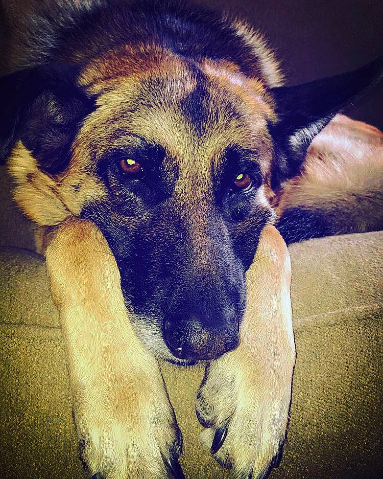 Coco is registered to the contest to win money with this photo: belgian_shepherd, canidae, carnivore, dog, dog_breed, ear, eye, fur, german_shepherd_dog, head, love, nose, sky, snout, street_dog, tervuren, whiskers, working_dog