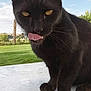 cat, black_cat, feline, licking, tongue, close_up, portrait, outdoor, blue_sky, green_grass, paws, whiskers, pointy_ears, yellow_eyes, table, concrete_surface, sunlight, pet, curious, cheeky